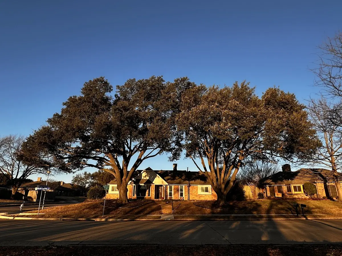 Established residential canopy tree shading a home in Deweyville